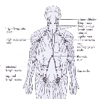 Image For Manual Lymph Drainage